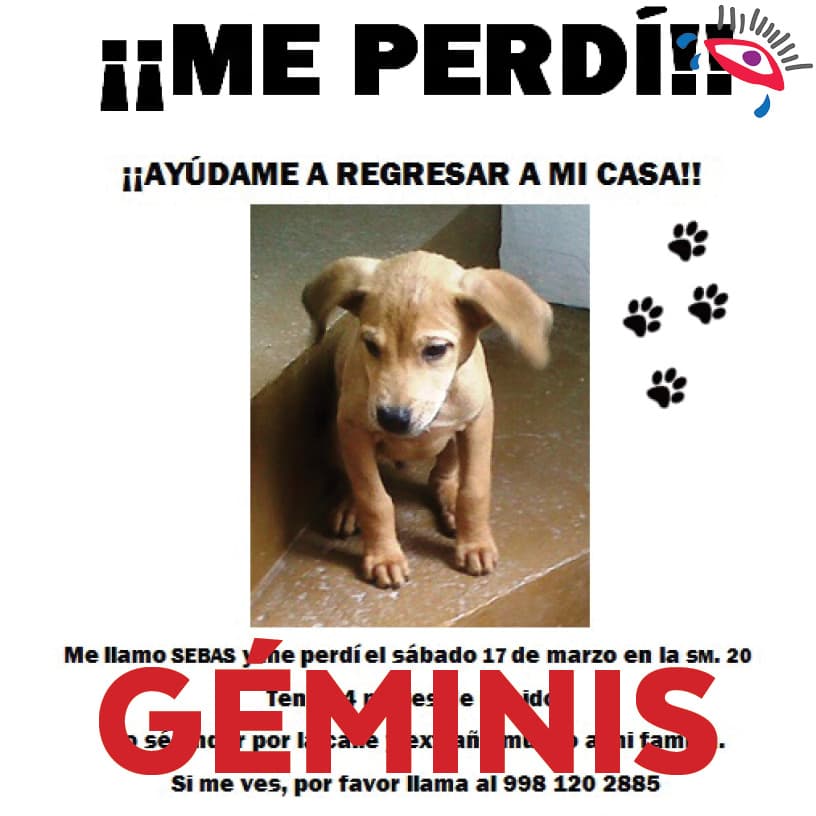 Extraviarás a tu mascota.