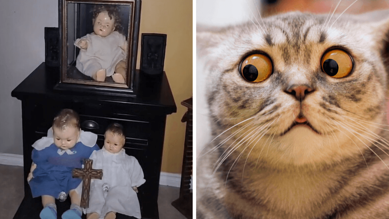 ¿Un fantasma salió de una muñeca para perseguir al gato? Todo quedó captado en video