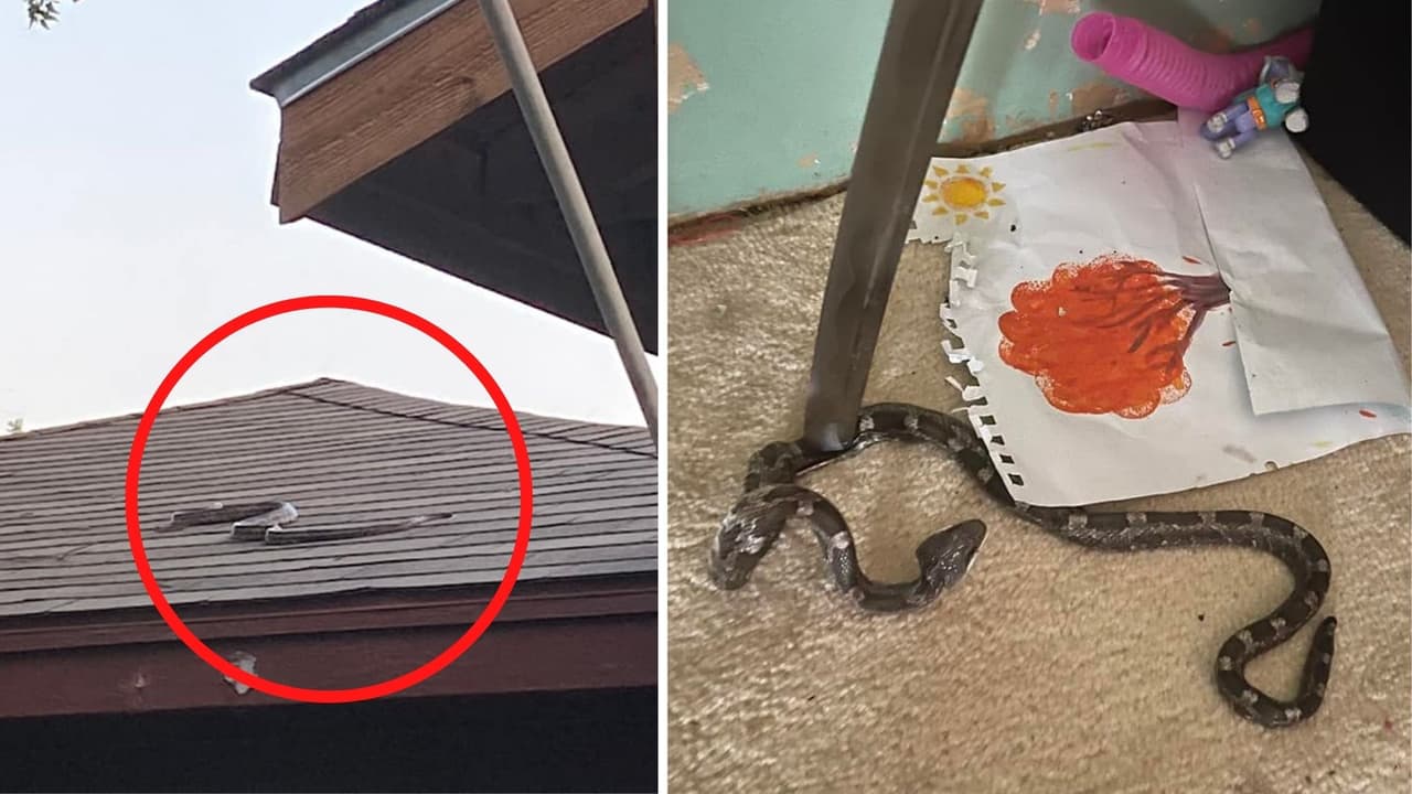 En habitaciones, armarios y patios, 
<b>las serpientes invaden residencias en Texas</b> como cada primavera y verano. Estos son los sitios donde aparecen y te decimos qué hacer en caso de que una serpiente te muerda.