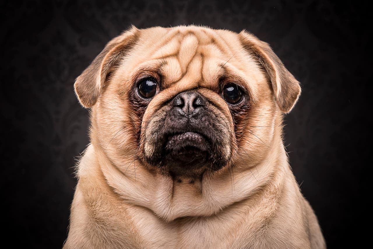 Sólo necesitas mirar su tierno rostro para derretirte.