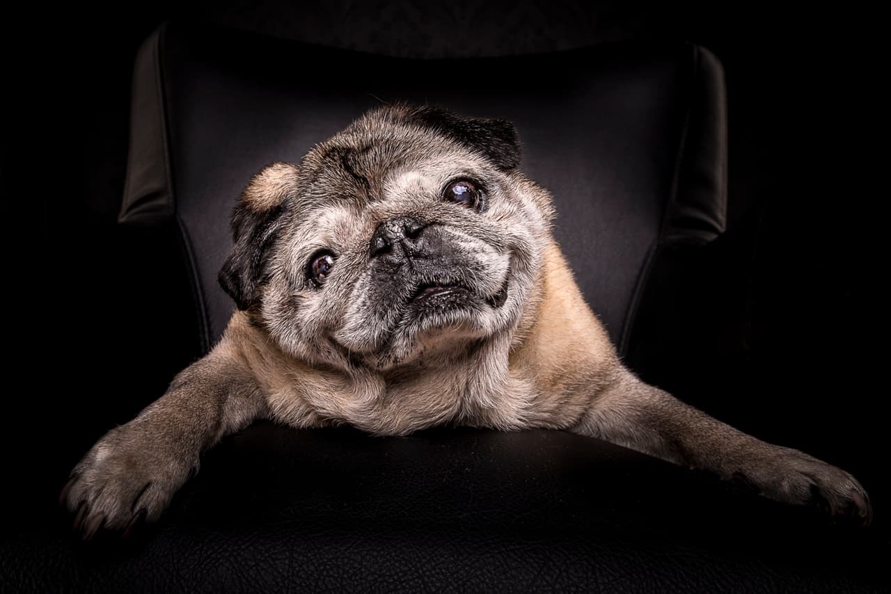 Estos pugs la pasaron en grande posando para las fotografías.