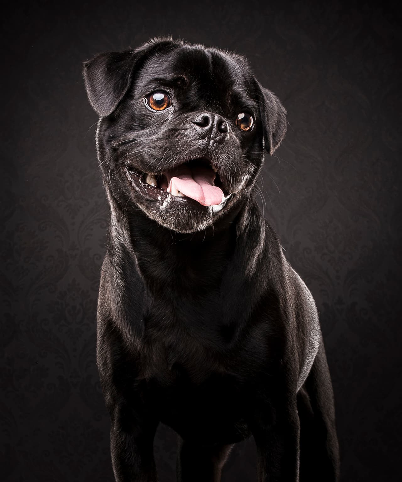 La compañía australiana Dog Photographers fue la encargada de hacer estos retratos.