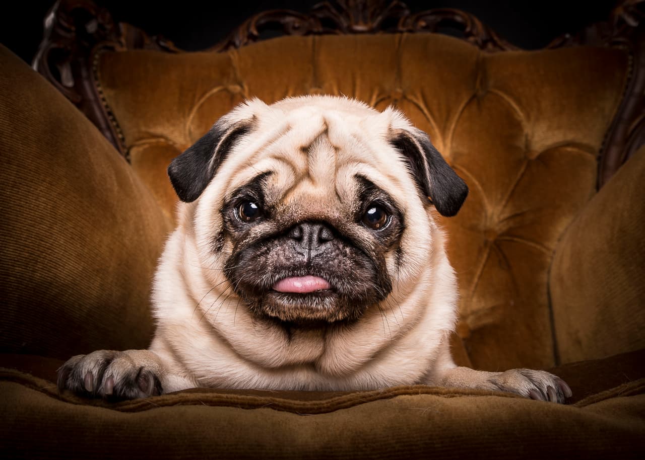 Son los ‘gagsters’ peludos más adorables.