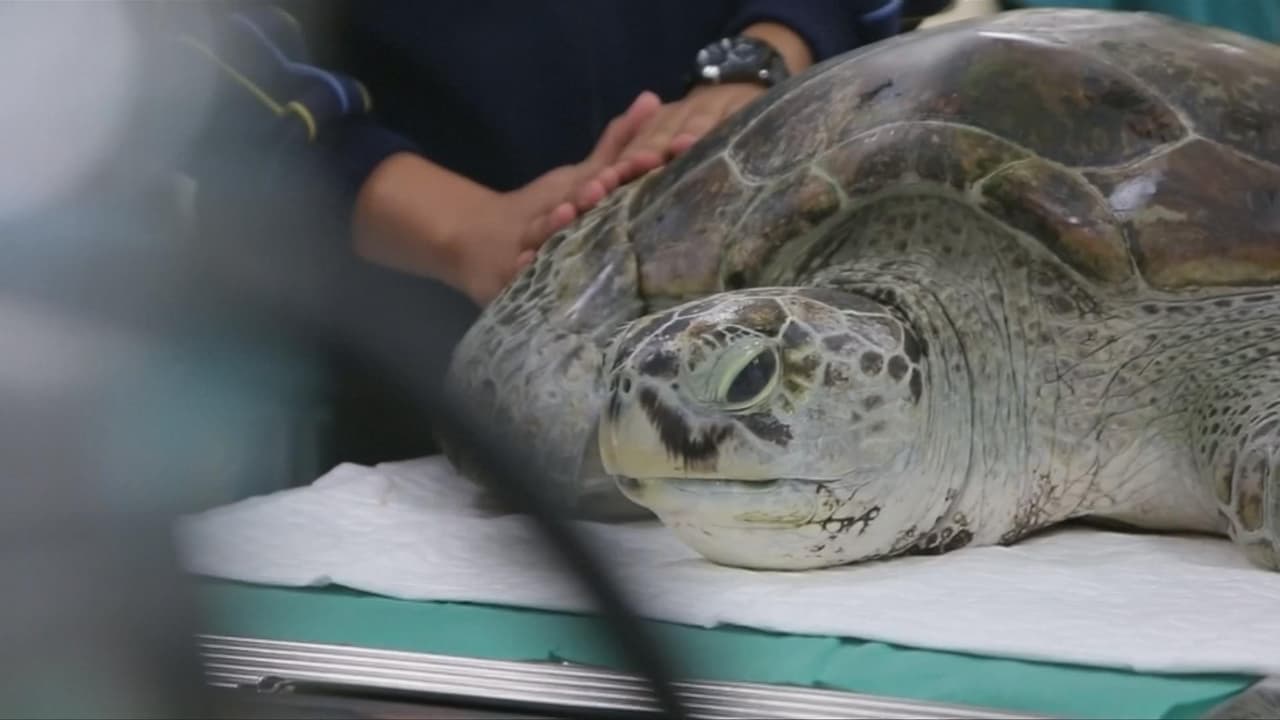 El increíble hallazgo de 915 monedas en el estómago de una tortuga verde