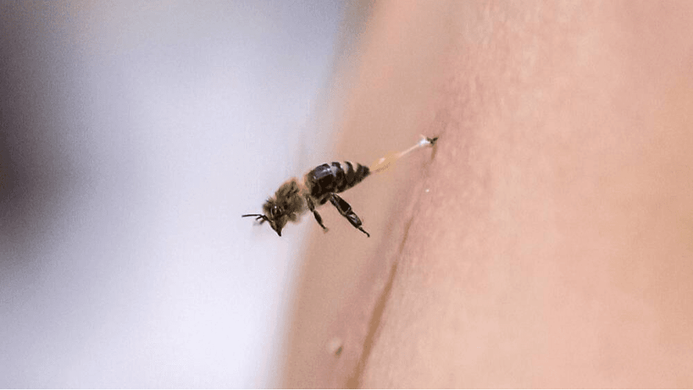 Durante 2023 se registraron 
<b>múltiples ataques de abejas</b> en todo el estado. Uno de ellos ocurrió en mayo en 
<b>Buckeye</b>, donde una madre sufrió más de 75 picaduras al tratar de proteger a sus hijos. Es mismo mes un hombre en silla de ruedas fue atacado también en la ciudad de 
<b>Florence</b>. Otro incidente ocurrió en Scottsdale, donde cuatro personas fueron enviadas a un hospital. En agosto, un trabajador fue picado por miles de abejas en 
<b>Sun City West</b>. Y el más reciente se registró en septiembre, cuando un hombre terminó en condición crítica en la ciudad de 
<b>Phoenix</b> al ser atacado por abejas. 
<a href="https://www.univision.com/local/arizona-ktvw/hombre-termina-condicion-critica-ataque-de-abejas-phoenix">Más detalles en este enlace. </a>