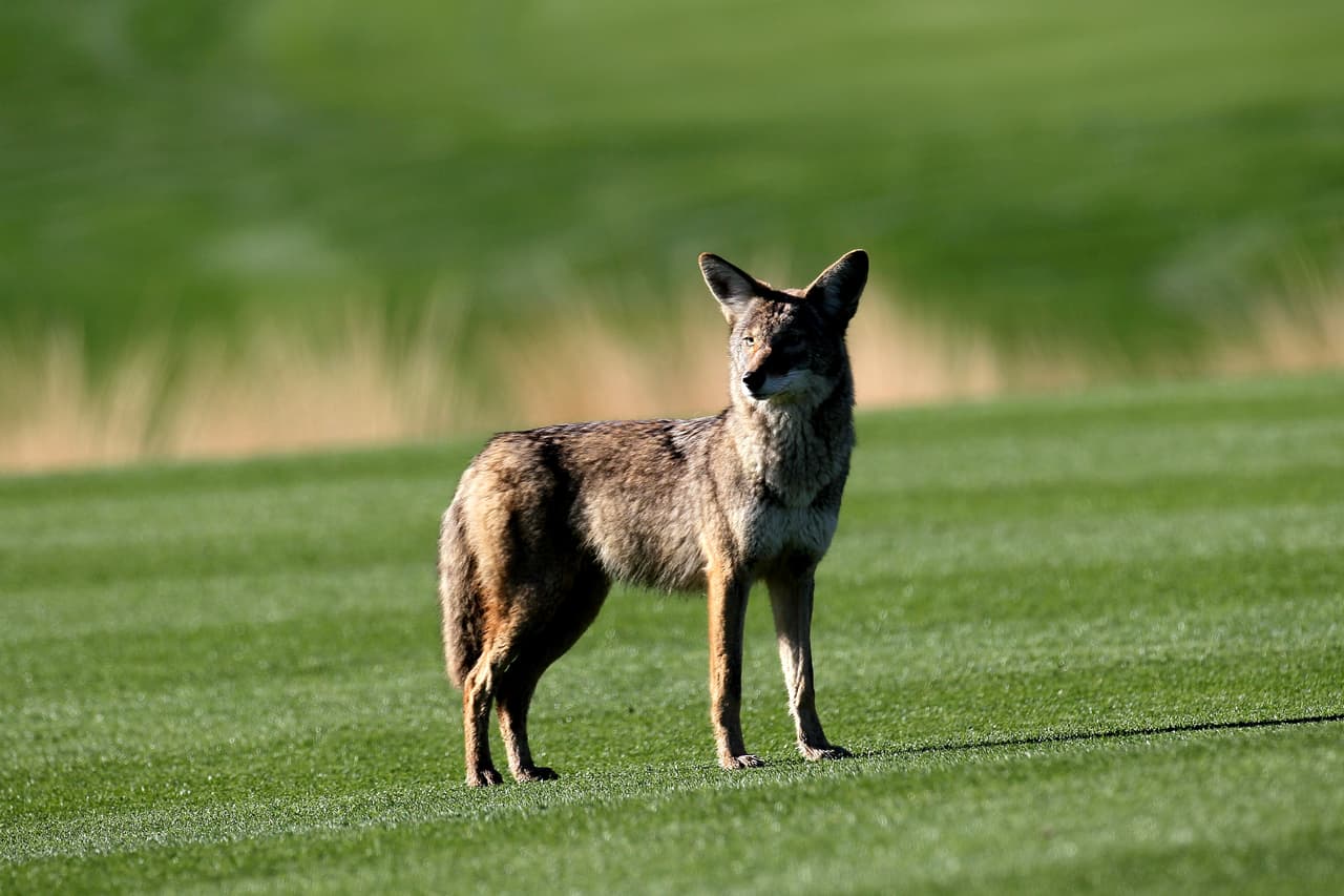 Los animales pequeños y los niños no deben estar en espacios al aire libre, como patios traseros o parques, sin la supervisión de un adulto si hay coyotes en su área.