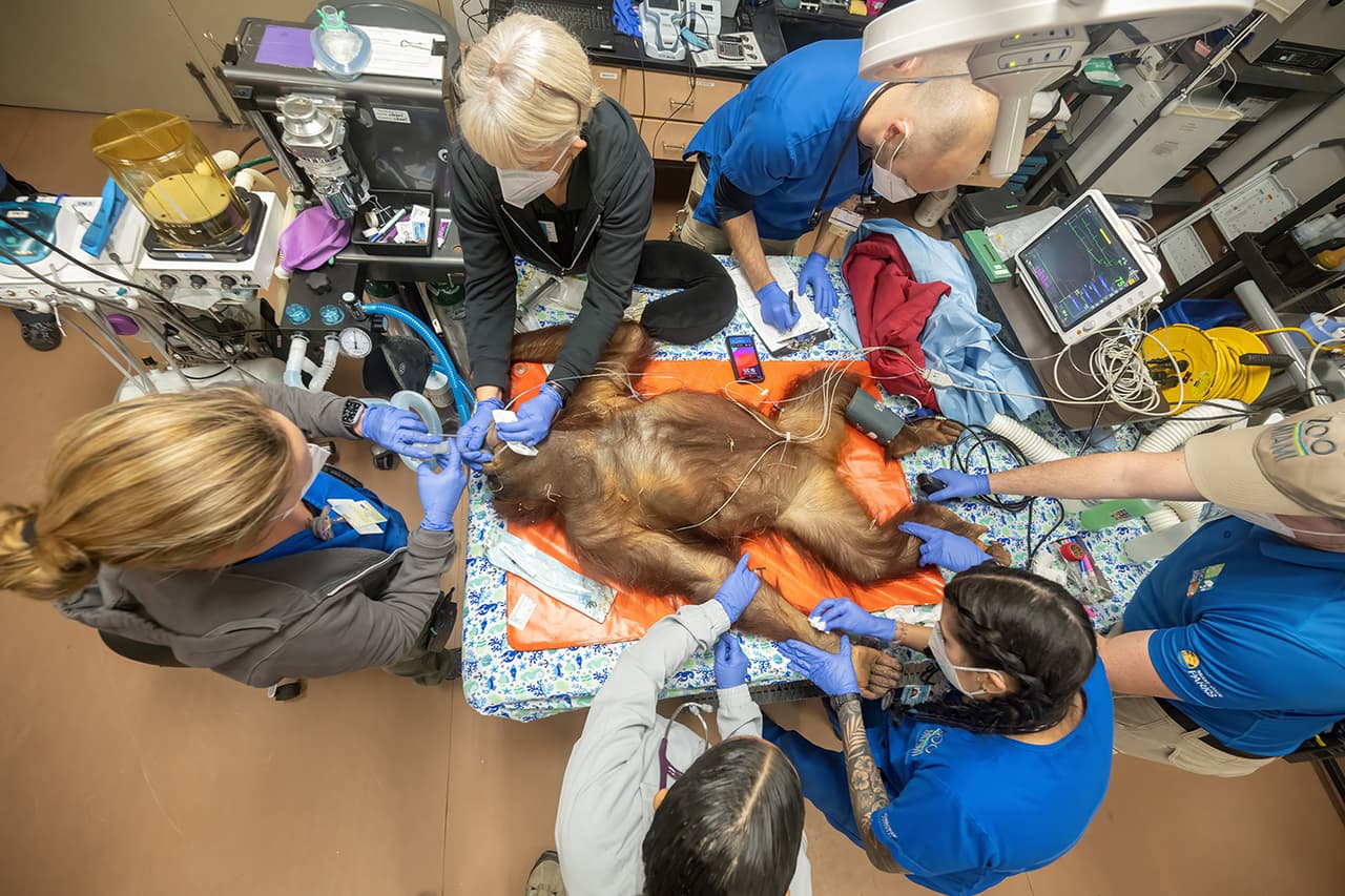El equipo de veterinarios y especialistas del Zoológico de Miami atienden a un orangután.