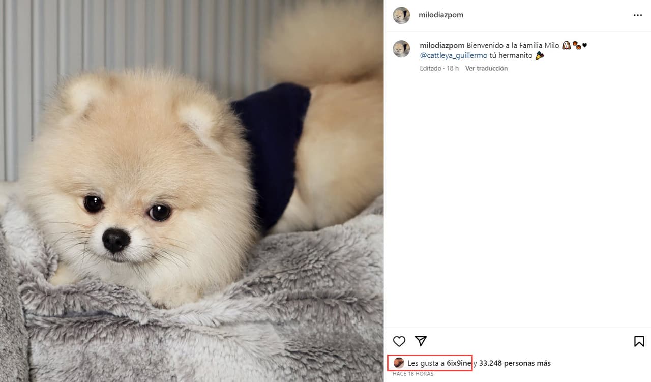 Milo tiene su propia cuenta en Instagram