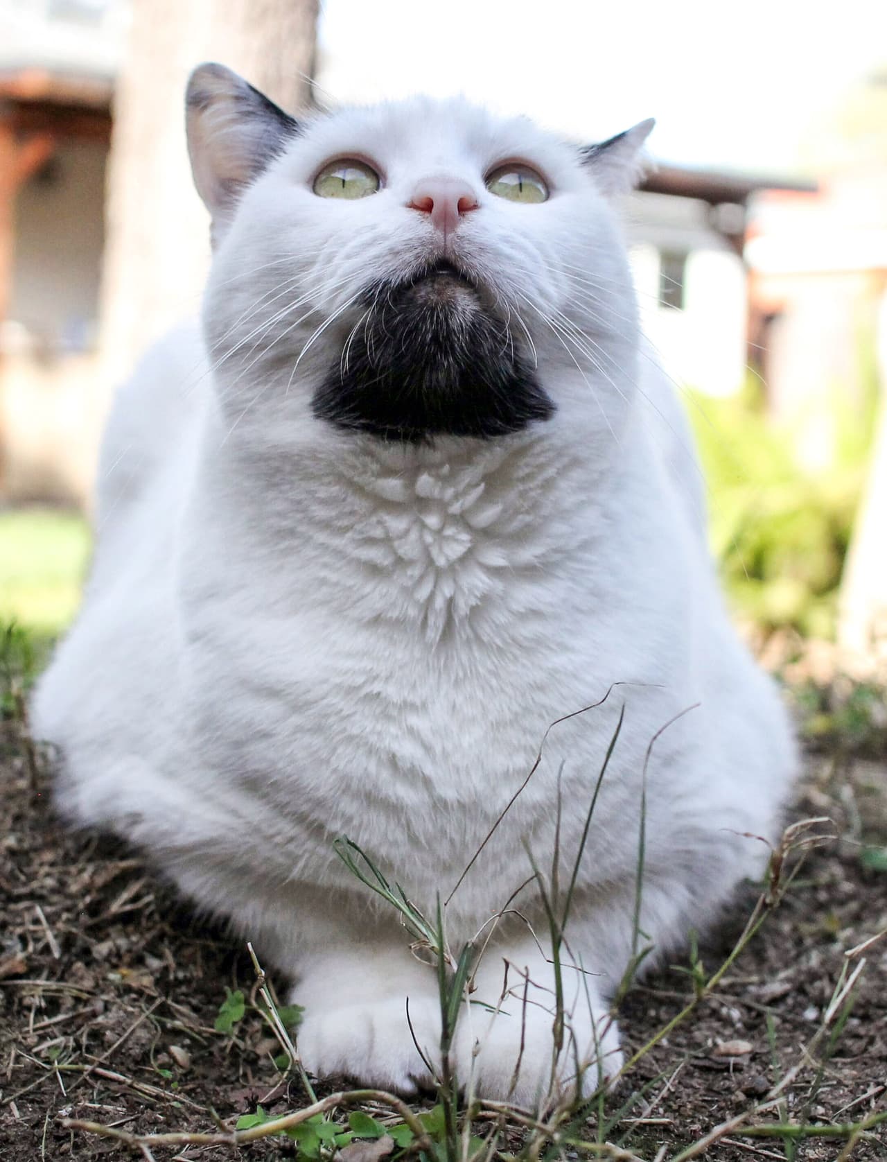 También es conocido como ‘Heisenpurrg’, en referencia al personaje de Bryan Cranston en la serie de televisión ‘Breaking Bad’.