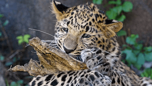También se han desarrollado síntomas similares en algunas de las otras especies de gatos en el zoológico, lo que llevó al personal veterinario a enviar pruebas adicionales al laboratorio. Los resultados finales de esas pruebas estarán disponibles en el USDA - NVSL en algún momento de la próxima semana. Actualmente, todos los animales que experimentan síntomas de Covid se están recuperando y están bien.