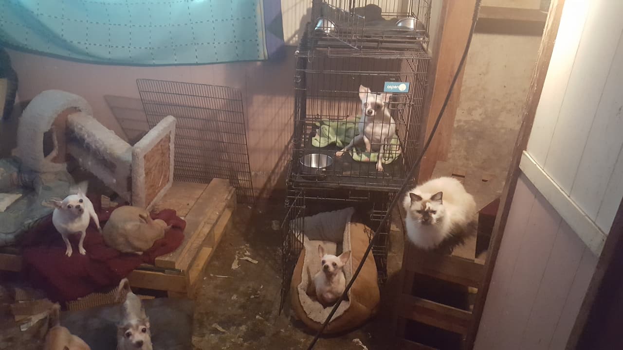 Entre los animales rescatados se encuentran seis gatos y 40 perros.