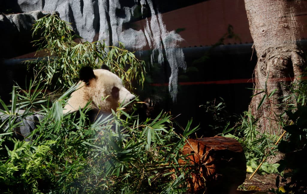 Normalmente, los osos panda gigantes se aparean en la primavera, por lo que resta esperar a ver cómo evoluciona la relación entre las nuevas estrellas del zoológico de San Diego.