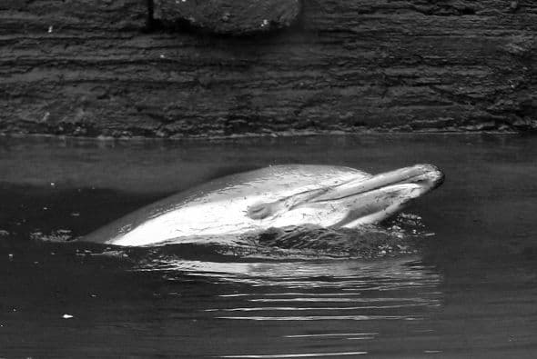 Delfin quedó atascado en canal contaminado en NY
