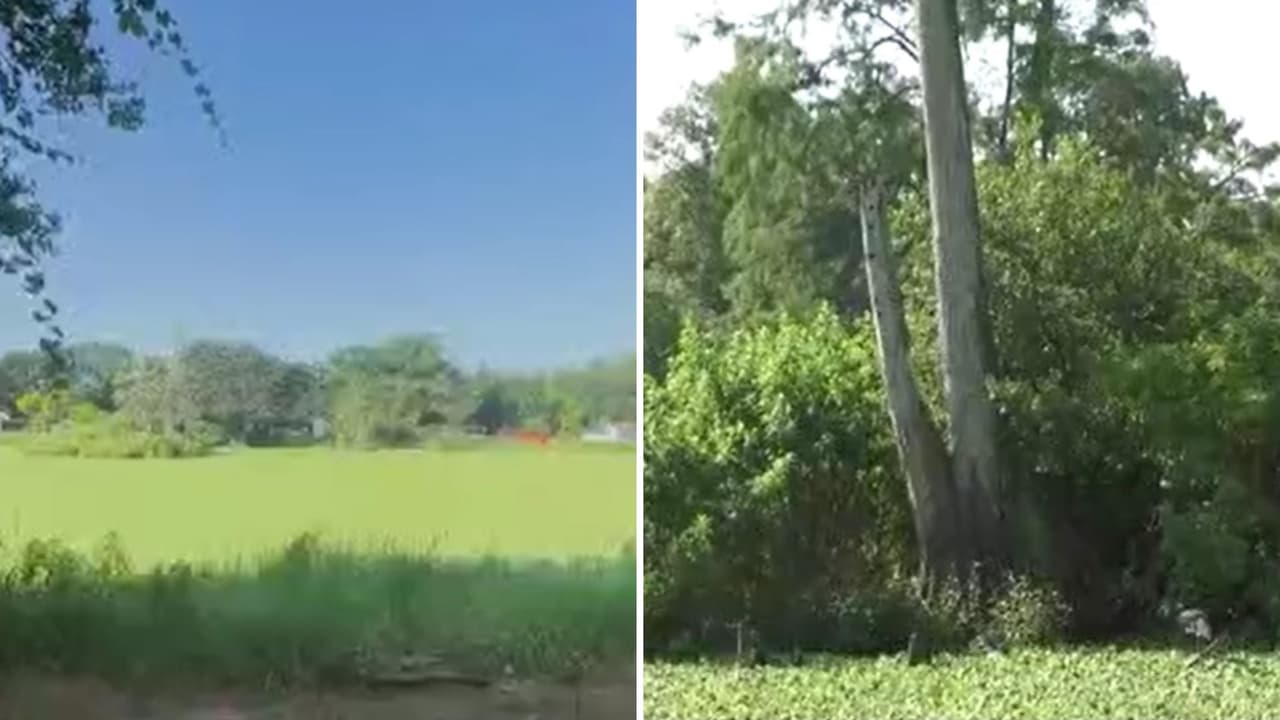 Desde serpientes a caimanes: Lago al norte de Tampa causa estragos a sus residentes