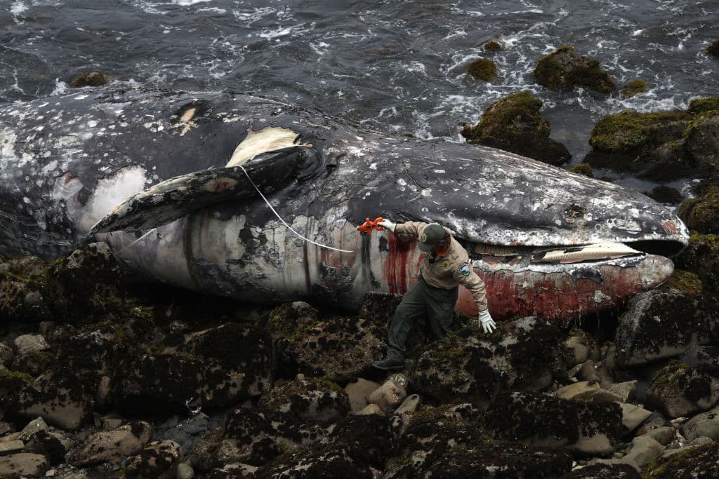 De las nueve
<a href="https://www.univision.com/local/san-francisco-kdtv/noticias/medio-ambiente/en-fotos-por-que-han-aparecido-tantas-ballenas-grises-muertas-en-la-bahia-de-san-francisco-fotos" target="_blank">necropsias realizadas este 2019</a>, los especialistas encontraron que cuatro de los mamíferos murieron a causa de lesiones provocadas por grandes embarcaciones, mientras que otras cuatro perdieron la vida por malnutrición.