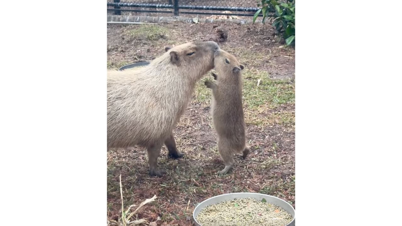 El nacimiento de una capibara es un gran suceso en el Zoológico de San Antonio, pues desde hace 25 años no veían una cría de esta especie.