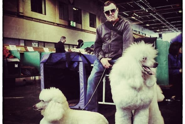 De hecho, los caniches han sido involucrados en la creación de razas hipoalergénicas, de acuerdo con el portal I Love Dogs.