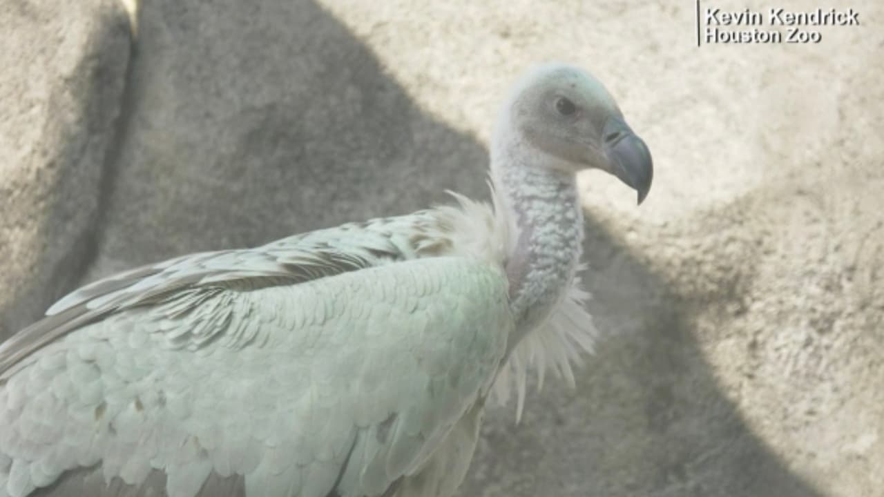 Como su carne es dura, cocinan al zopilote en caldo como si fuera pollo, según dice el medio informativo de México.