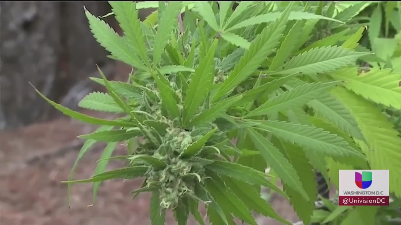 Miles de residentes del DMV serán beneficiados por el perdón de Joe Biden a delitos por uso recreativo de marihuana