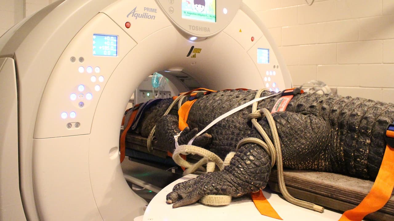 Veterinarios realizan tomografía a caimán de 376 libras en Florida