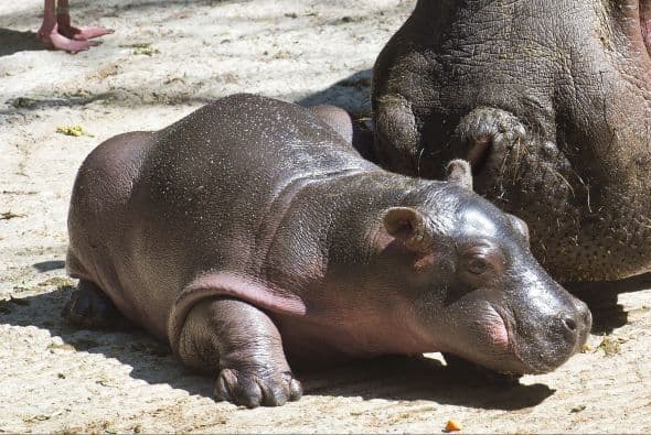 El pequeño hipopótamo pesó unas 88 libras y será alimentado por su madre hasta los 11 meses, su edad recomendada.