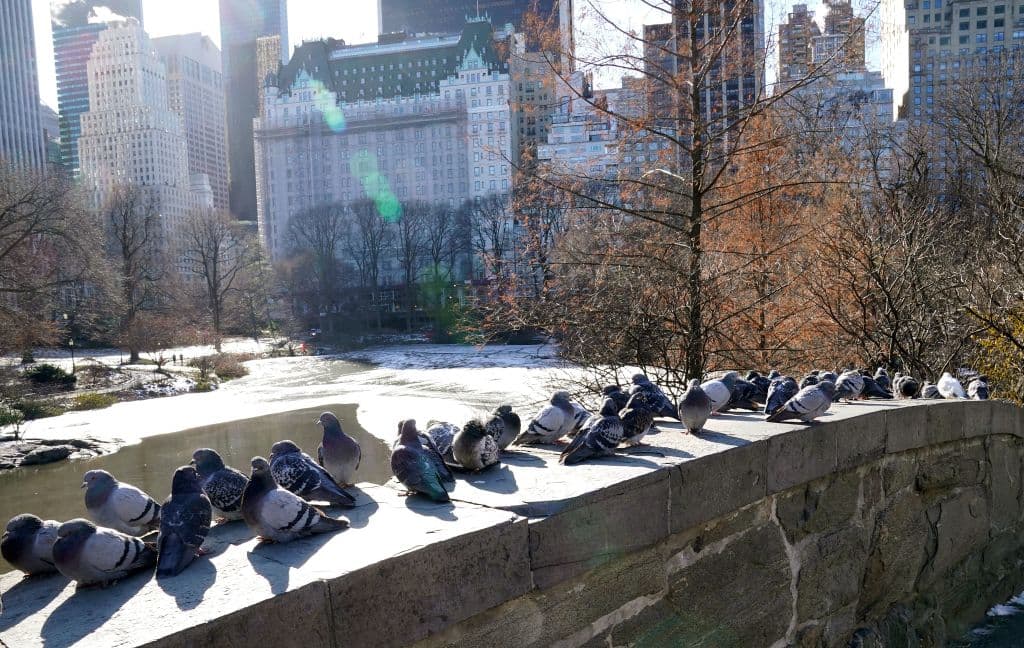 Se esperaba que la sensación térmica en áreas cercanas a los lagos Erie y Ontario en el estado de Nueva York sea de hasta -30 grados Fahrenheit (-34º Celsius) y para empeorar las cosas, el pronóstico daba hasta 2 pies (0.6 metros) de nieve de larga duración y vientos con ráfagas de hasta 40 mph (64 kph).