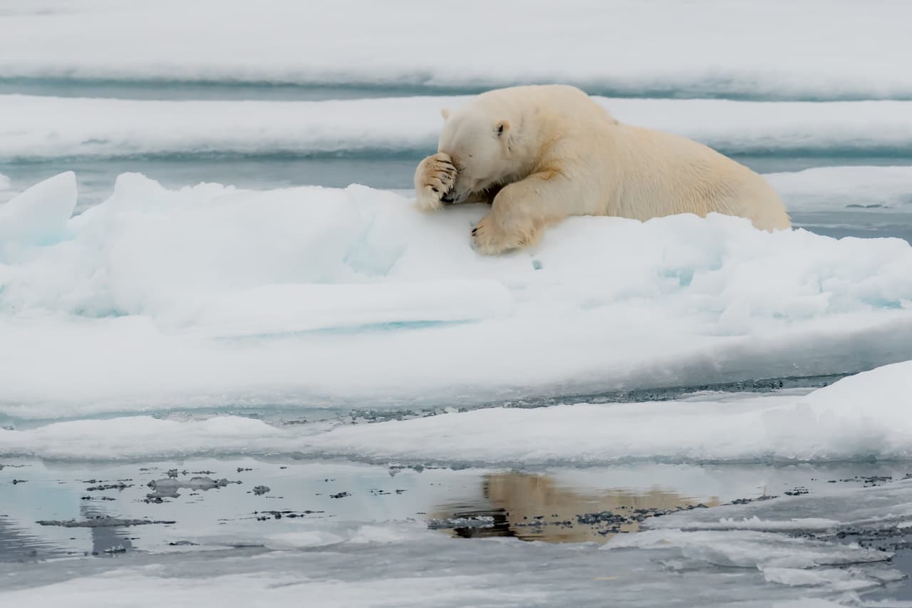 <b>Lamento.</b> El autor de esta foto encontró a este afectado oso polar en Spitzberg, Noruega. Los organizadores del premio destacan que la pandemia de covid-19 ha enseñado al mundo las alternativas para no tener que moverse de casa. Por esto promueven que las personas solo tomen un avión si deben hacer un viaje realmente largo.