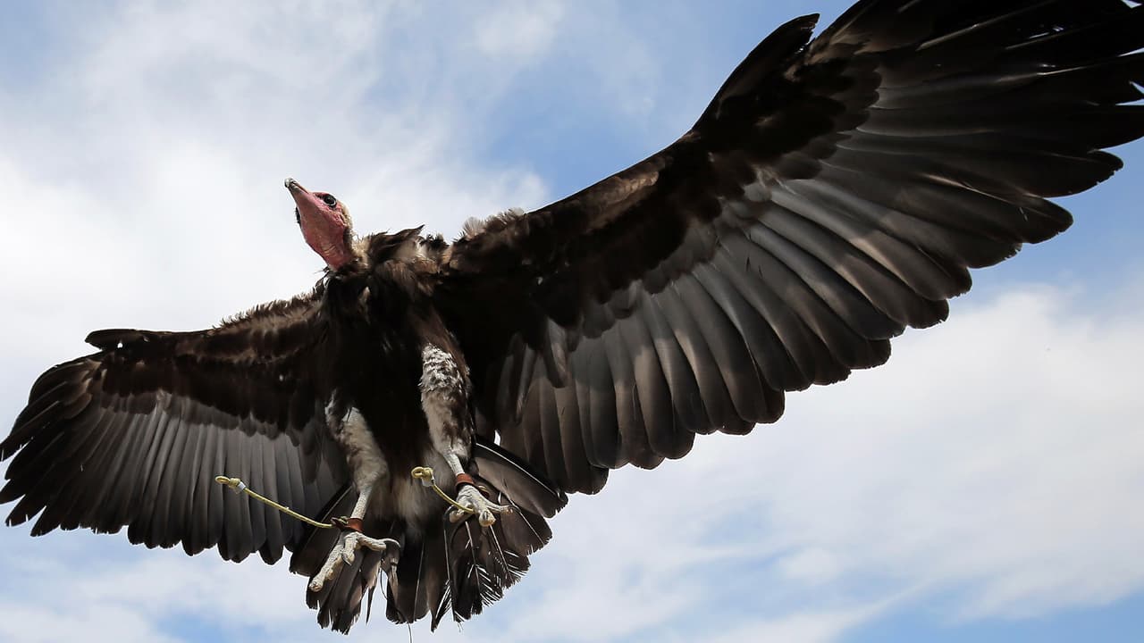 “Por favor, manden un mensaje de que los zopilotes no curan el cáncer”, manifestó la señora vía telefónica a Noticias 45.