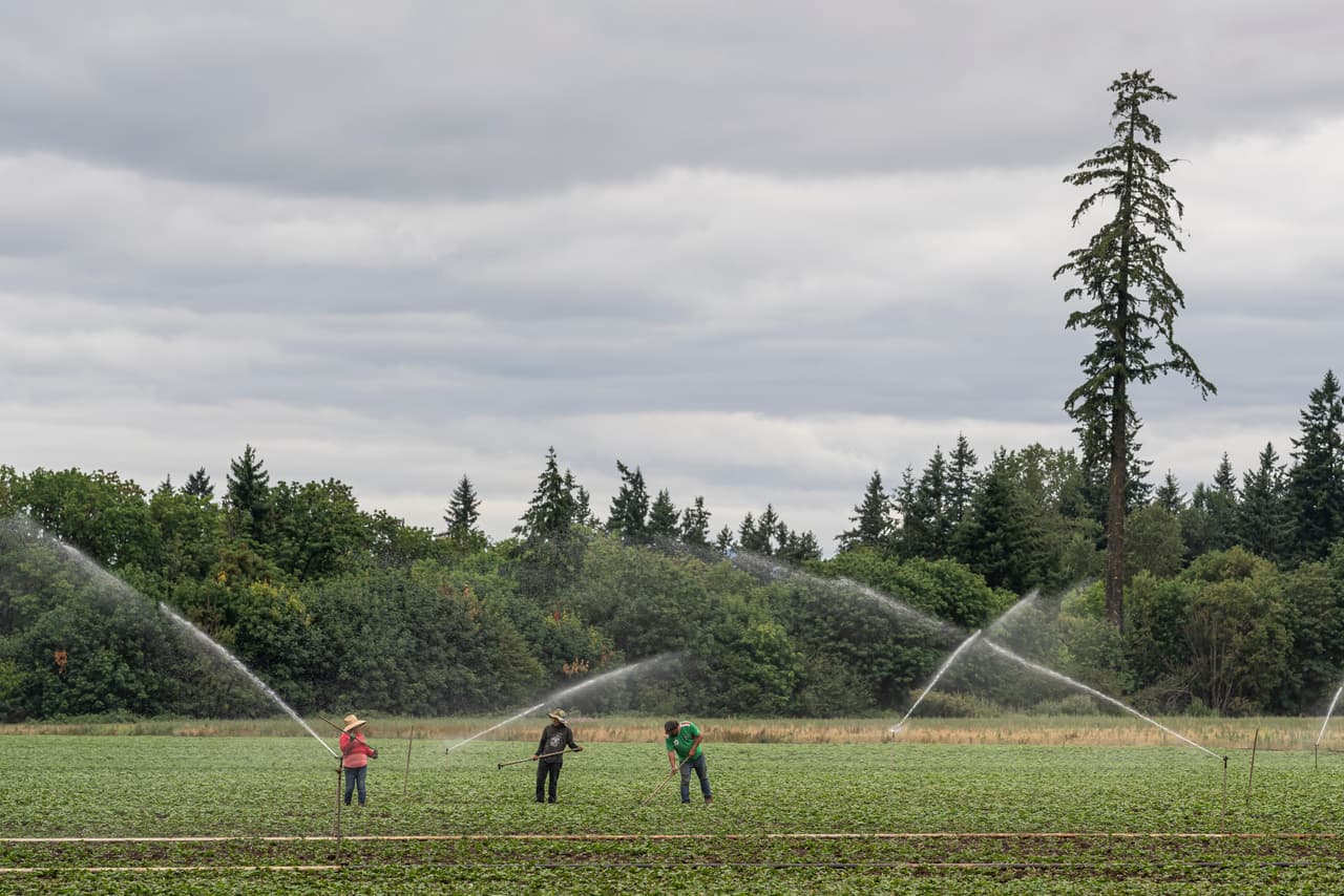 Agricultores trabajan en una granja cercana a St. Paul, Oregon, este jueves 1 de julio de 2021. 
<a href="https://www.univision.com/temas/ola-de-calor">La ola de calor</a> provocó la muerte de un trabajador del campo el pasado lunes, 
<a href="https://www.kgw.com/article/news/local/oregon-farm-worker-dies-heat-wave-pacific-northwest/283-85b9cb18-4c17-435a-8a7c-3efce4f6545d" target="_blank">de acuerdo con la cadena KGW</a>. Hasta la noche del miércoles, 
<a href="https://www.univision.com/noticias/estados-unidos/ola-de-calor-estados-unidos-canada">se habían registrado cerca de 300 fallecimientos</a> en los estados de Oregon y Washington y en la provincia canadiense de la Columbia Británica debido a las altas temperaturas.
<br>