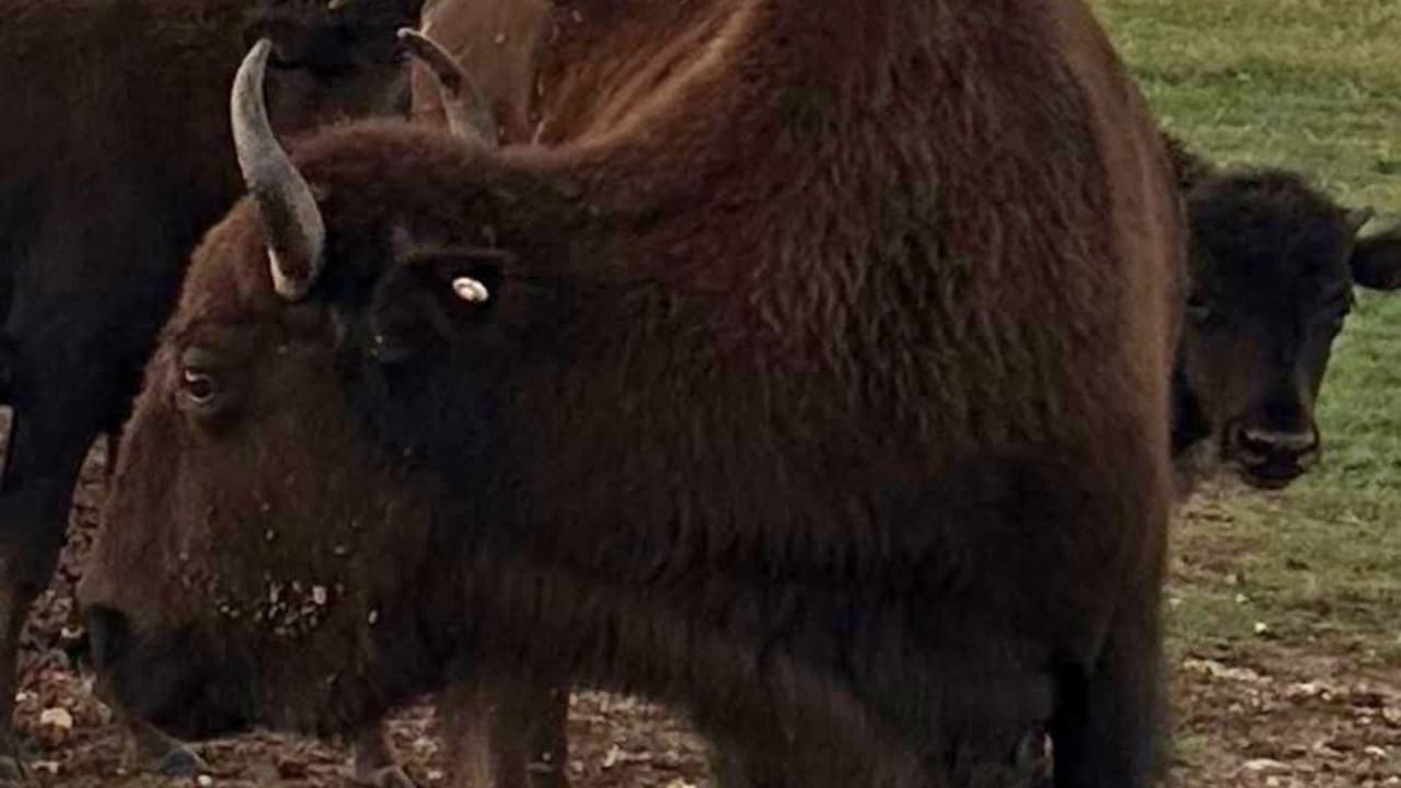 Buscan a culpables de matar a un bisonte y cortarle la cabeza en un rancho de Cooke