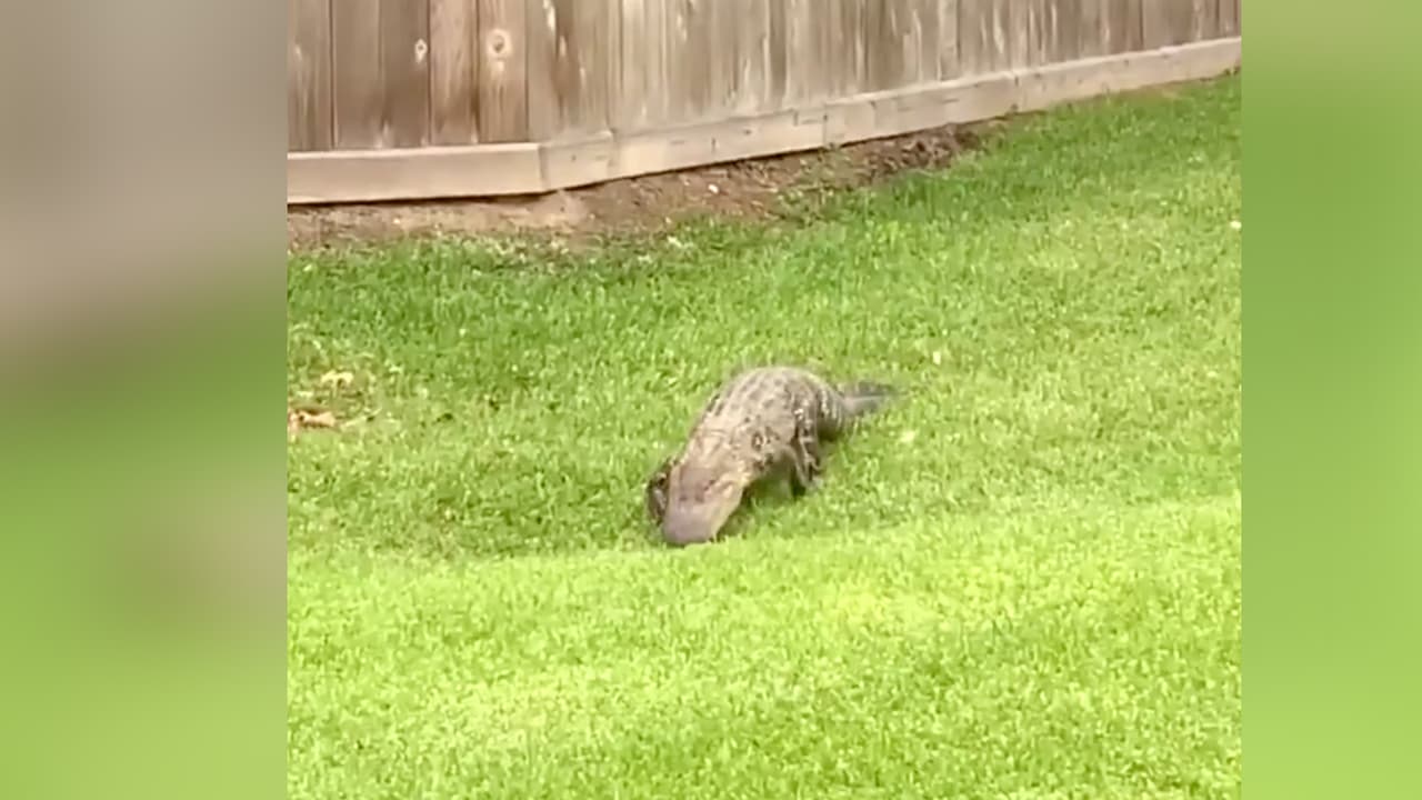 La mujer indicó que no se quedó para ver si el reptil era removido.