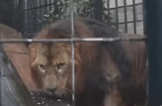 Un león africano encontrado en la residencia de Harold Mauricio Poveda Ortega, alias ‘El Conejo’.