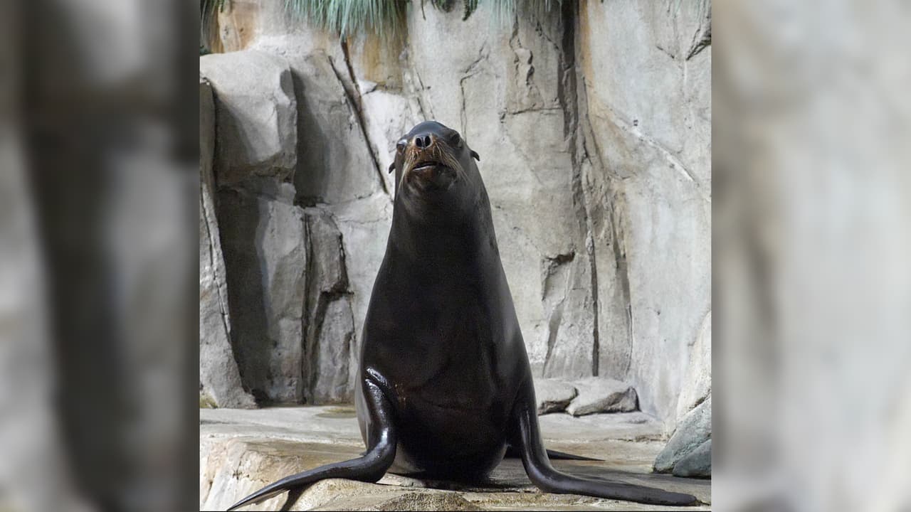 El león marino de 
<b><a href="https://www.google.com/maps/place/California/@37.1925582,-123.8113265,6z/data=!3m1!4b1!4m5!3m4!1s0x808fb9fe5f285e3d:0x8b5109a227086f55!8m2!3d36.778261!4d-119.4179324?hl=en" target="_blank">California</a></b> es parte de la 
<b><a href="https://www.univision.com/local/houston-kxln/moody-gardens-galveston-que-hacer-en-houston-fotos">exhibición del Pacífico Norte. </a></b>