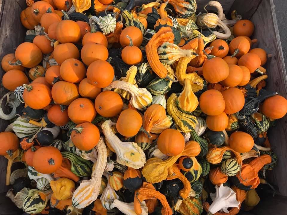 <b><a href="http://www.sollyfarm.com/" target="_blank">Solly's Farm</a></b>
<a href="http://www.sollyfarm.com/" target="_blank">: </a>Además de las calabazas para recoger sus propias calabazas, esta granja también tiene una variedad de manzanas para recoger sus propias manzanas y muchas variedades de pimientos. La recolección de calabazas y los paseos en heno a la parcela comienzan el primer fin de semana de octubre. Una de sus atracciones más singulares son los espantapájaros de la historia estadounidense.