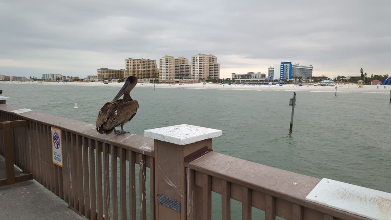 El Pier 60 está localizado al final de la carretera que une Clearwater con Clearwater Beach, justo enfrente de la glorieta.