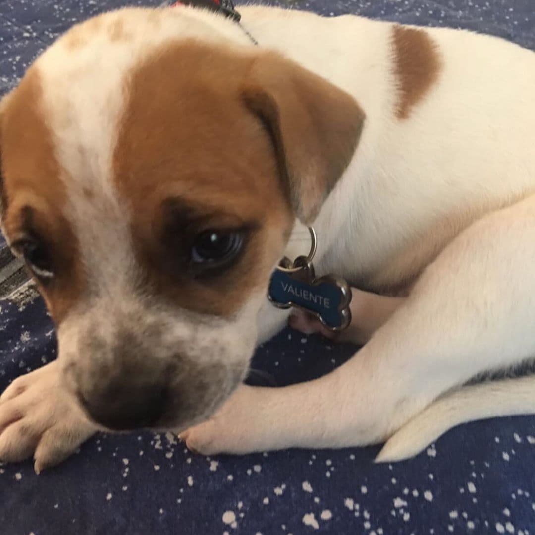 Valiente es el nombre del perrito de Raúl González.