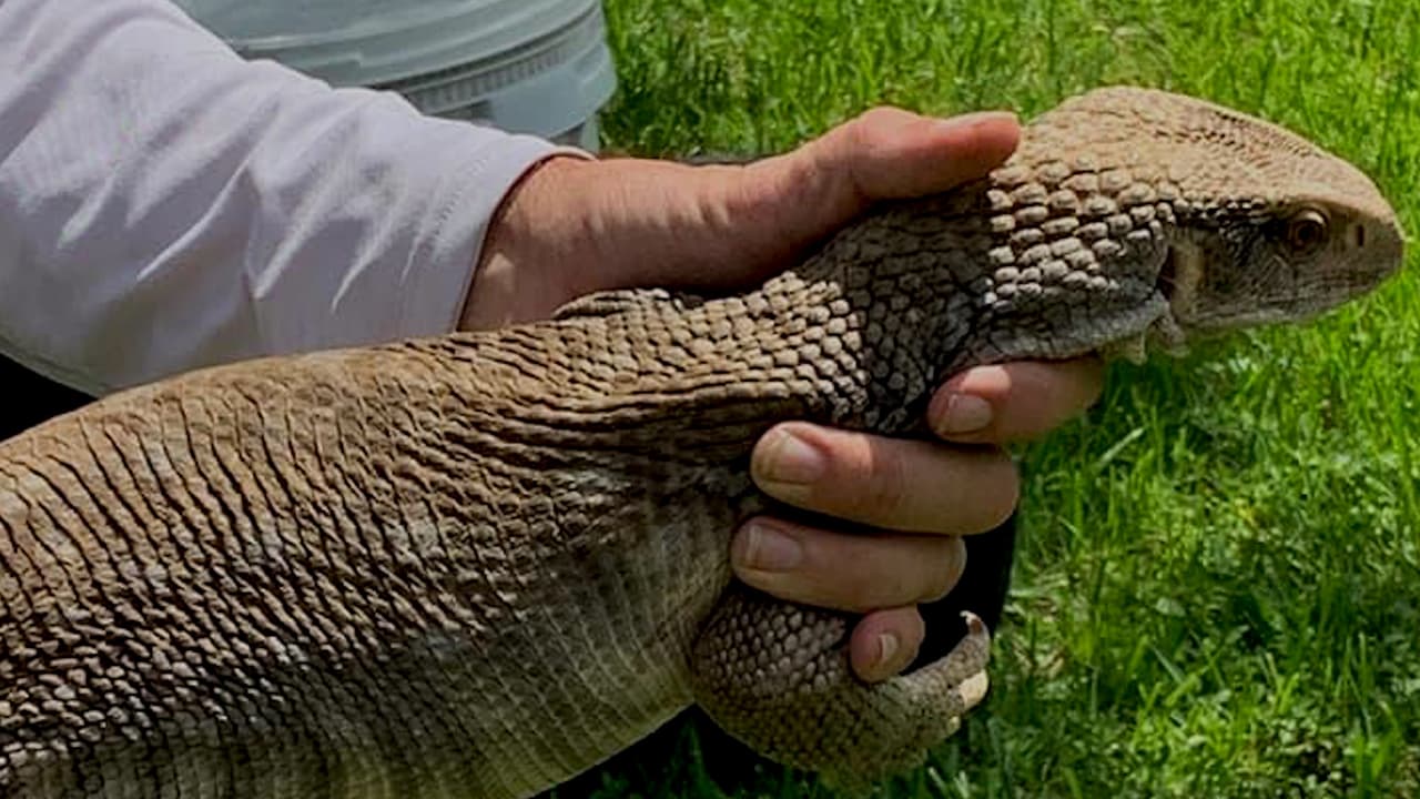 Una familia de Florida se sorprendió al encontrar este animal en su casa.