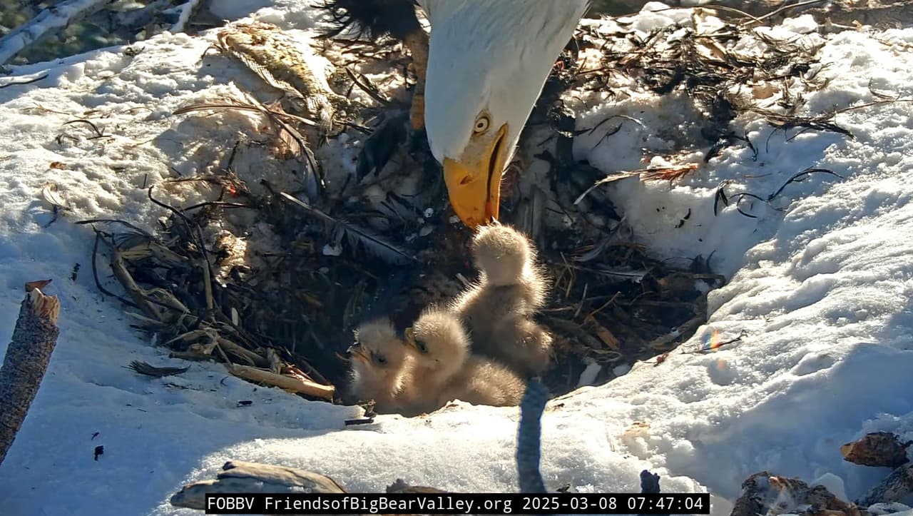 Es posible que observemos alguna rivalidad entre hermanos o golpes, que pueden hacerse para establecer el orden de alimentación dentro del nido, señaló Friends of Big Bear Valley.