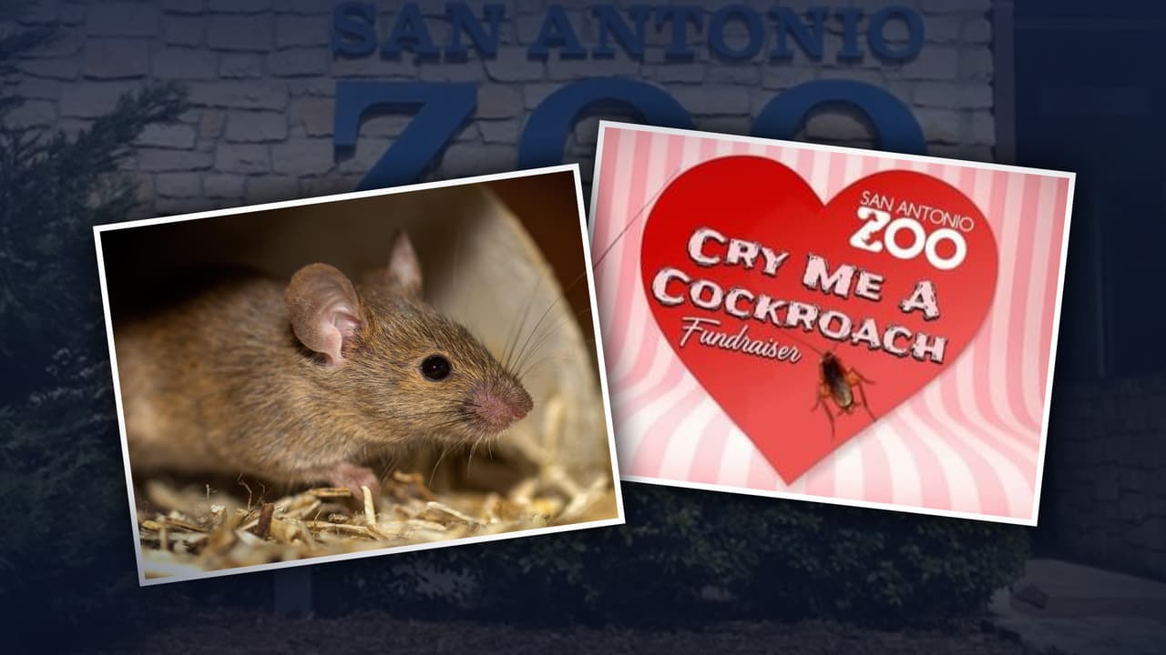 El Zoológico de San Antonio tiene una idea genial para vengarte de tu ‘ex’