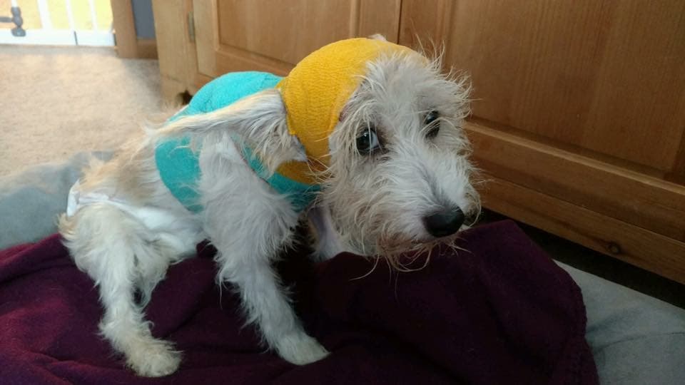 Según el 
<b><a href="http://www.chicagotribune.com/news/ct-animal-cruelty-dog-rescued-met-20170418-story.html" target="_blank">Chicago Tribune</a></b>, la policía arrestó a un hombre de 37 años, Melvin Coleman, quien fue acusado de arrojar a la perrita del tercer piso de un edificio de apartamentos.