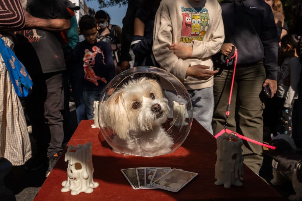 El desfile culminó con un concurso de disfraces llamado 
<b>“Best in Show” para escoger al más original</b>.
<br>
