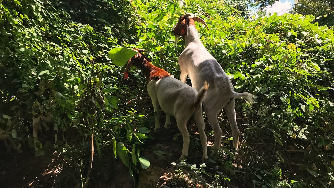 Además, son trepadoras naturales, expertas en escalar colinas y montañas con facilidad, lo que las convierte en una opción ideal parra limpiar las laderas alrededor de los estanques del Arboretum.
<br>