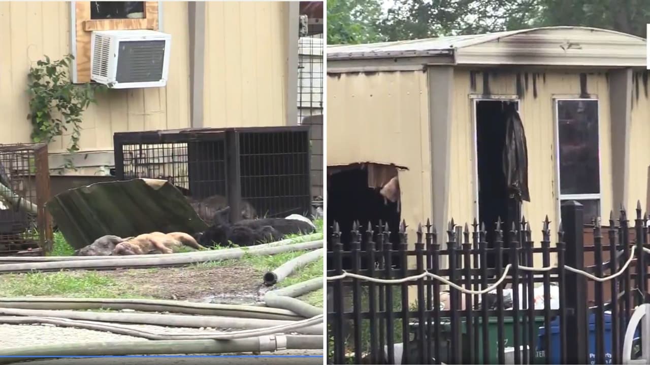 Incendio en vivienda de San Antonio deja al menos 20 perros muertos