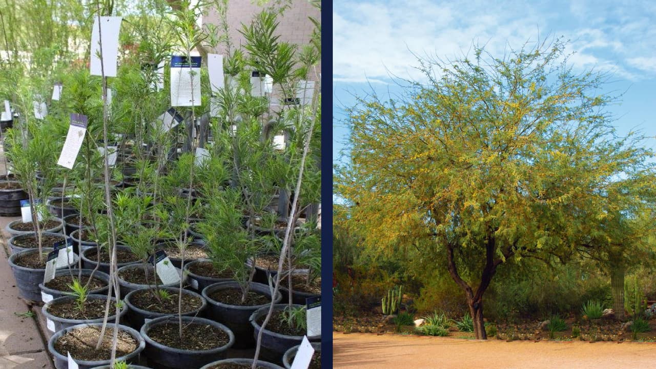 SRP ofrece dos árboles gratis para aliviar el calor alrededor de las viviendas