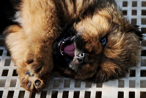 Y aunque sabemos que el nuevo dueño del cachorro recién vendido no tendrá problema por el dinero, no estamos seguros de que adquirir un perro sólo porque te da mayor 'status' sea razón suficiente para adquirir un compromiso de este tamaño.