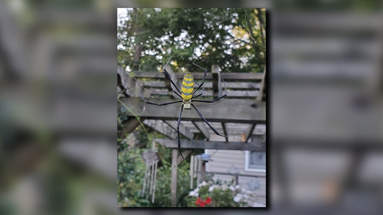 Durante los últimos seis años, las arañas Joro, que están muy extendidas en China, Corea, Japón y Taiwán, han establecido su residencia en el noreste de Georgia y en otros estados al este de Estados Unidos.