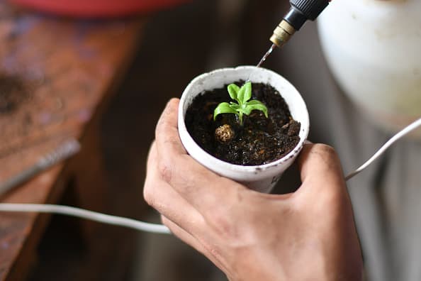 El comisionado de agricultura de Texas, Sid Miller,
<a href="https://texasagriculture.gov/NewsEvents/NewsEventsDetails/tabid/76/Article/6129/COMMISSIONER-MILLER-ISSUES-WARNING-ON-UNSOLICITED-SEEDS-FROM-CHINA.aspx" target="_blank">indicó a través de un comunicado de prensa</a> que estos paquetes se han enviado por correo a varios estados, incluido Texas, etiquetados falsamente como joyas.
<br>
<br>
<b>Se aconseja a los residentes que no siembren las semillas, ya que podrían contener especies invasoras dañinas o ser inseguras. </b>Una especie de planta invasora podría causar daños económicos o ambientales, como destruir cultivos nativos, introducir enfermedades a las plantas nativas y representar un peligro para el ganado.