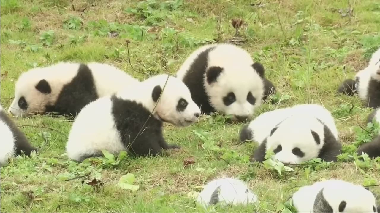 Los cachorros nacieron en el Centro de Investigación y Protección de Pandas Gigantes de China, en la provincia suroeste de Sichuan. La institución es la que mayor cantidad de pandas ha traído al mundo con éxito.