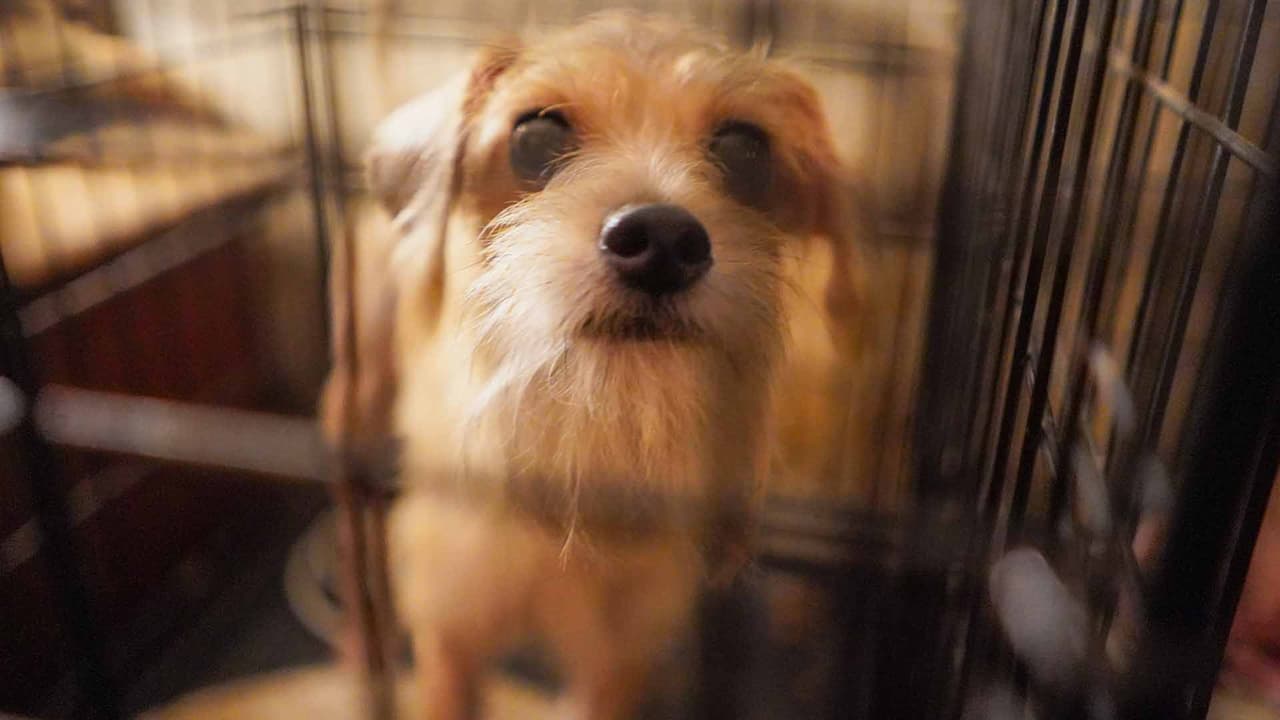 Las autoridades buscan a los responsables de mantener a los animales en estas condiciones.