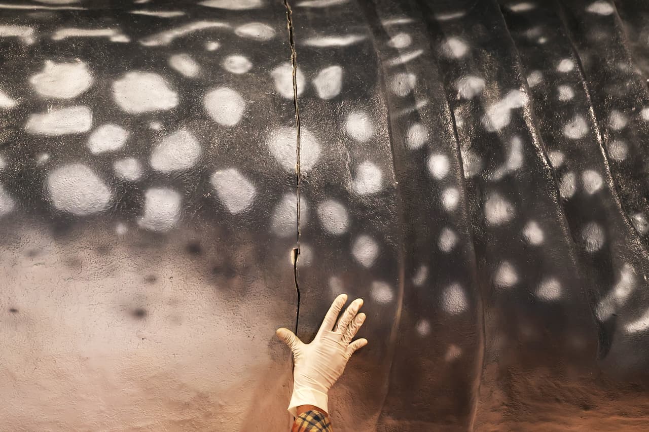 Un gran número de especies actuales de tiburones, mantas y rayas se encuentra amenazada debido a la sobreexplotación y contaminación marina.